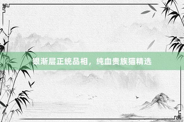银渐层正统品相,纯血贵族猫精选